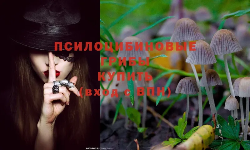 Псилоцибиновые грибы MAGIC MUSHROOMS  Зерноград 